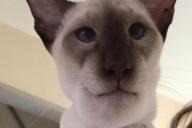 Кот съел осу и обрел популярность в сети