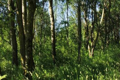 Новые цифры: где еще в Беларуси сняли запрет на посещение лесов
