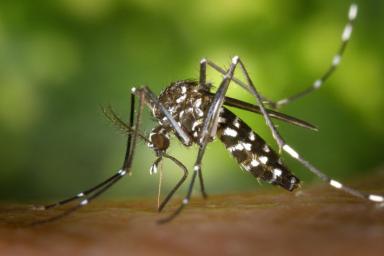  Сахар может заменить комарам человека: мнение специалистов