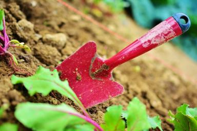 Ученые выяснили, что садоводство хорошо влияет на психическое здоровье