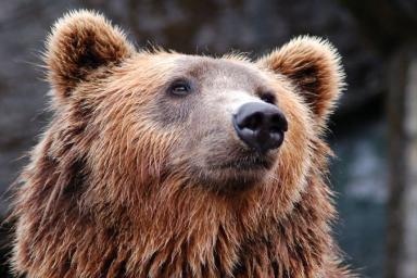 «Клочья шерсти и кровь»: Два огромных медведя подрались во дворе дома из-за медведицы – кадры 
