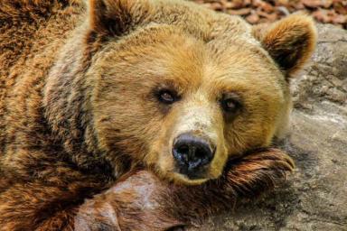На Камчатке медведь украл у охотников холодильник с едой