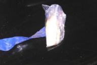 В минском баре задержали продавца и покупателя психотропа