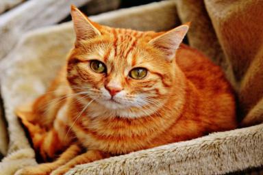 Что нужно знать о кошках: мнение экспертов