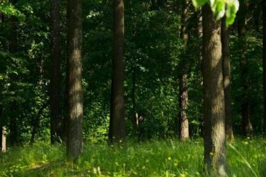 Запрет на посещение лесов снят в четырех областях Беларуси