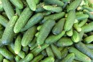 Огурцы: как вырастить урожай лучше, чем у соседа