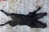 На свет появился двухголовый теленок