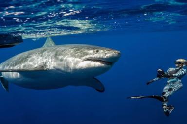 Фотограф опубликовал свои снимки с акулами, от которых захватывает дух