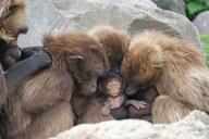 Учеными заполнен пробел в эволюции в 6 миллионов лет