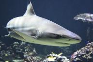 Акула напала на серфера