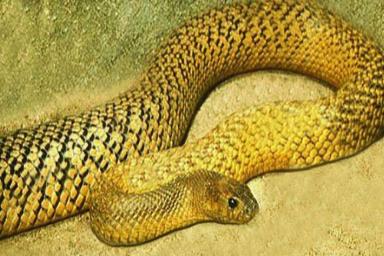 Топ-5 самых опасных змей в мире