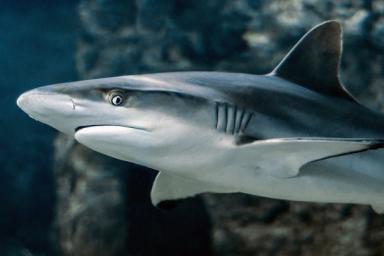 Сотню мертвых акул выбросило к берегам Великобритании
