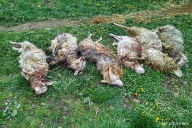В Слуцком районе бродячие собаки загрызли десять овец