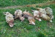 В Слуцком районе бродячие собаки загрызли десять овец