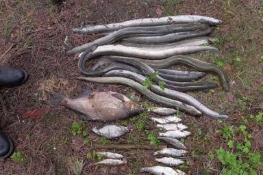 Под Браславом браконьеры во время погони на ходу выбрасывали улов рыбы и угря