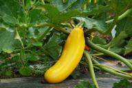 Выращивание кабачков в открытом грунте: посадка и уход