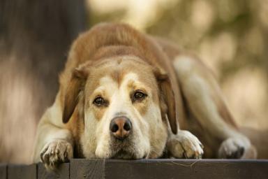 Как помочь пополневшей собаке: советы ветеринаров