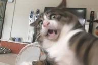 Кот проснулся знаменитым, когда хозяйка выложила его чересчур эмоциональные фото