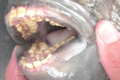 Женщина обнаружила на пляже рыбу с «человеческими зубами»