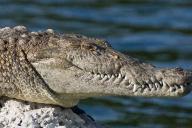 Мужчина голыми руками поймал крокодила