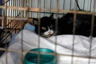 «Тетя сбросила ее прямо на асфальт»: в Витебске выбросили кошку с 6-го этажа на глазах у маленьких детей