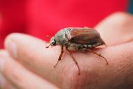 Белорусы начали торговать майскими жуками в интернете. Посмотрите, сколько можно заработать