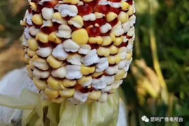 Аномальная жара. Кукуруза превратилась в попкорн прямо в поле
