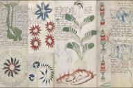 Бристольский университет отказался от автора, который утверждал, что расшифровал манускрипт Войнича