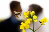 Огромный рой пчел. Пара два года прожила с 80 тысячами живых насекомых в спальне