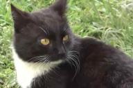 Украинский кот прошел 300 километров, чтобы вернуться домой