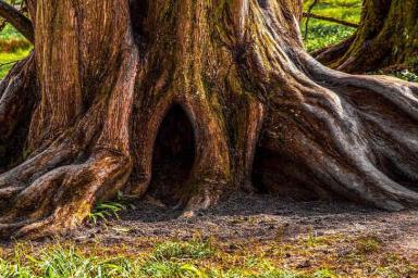 Шторм в Уэльсе откопал доисторический лес