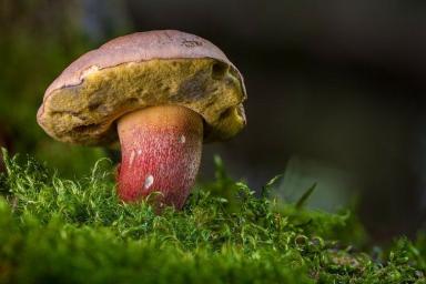 В Канаде обнаружен самый древний в мире гриб