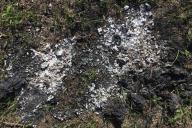 Депутат пытался заживо сжечь оппонента 