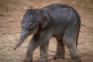 Все ради туристов. Слоненка довели до изнеможения