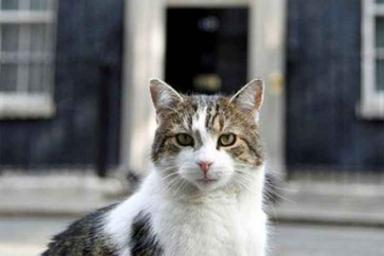 Как выглядит самый известный кот Великобритании