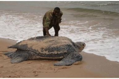 Самая большая черепаха в мире