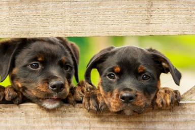 Тест для собачников: А ты сможешь угадать, какой породы собаки на картинке?