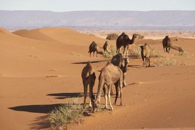 Ученые выяснили причину превращения «зеленой Сахары» в пустыню