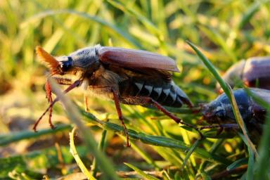 Норма или аномалия? Могилёв подвергся нашествию майских жуков