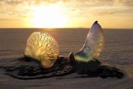 Гороскоп на 26 мая 2019 года для всех знаков зодиака