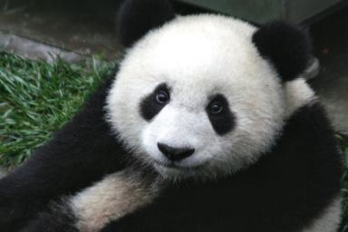 Единственная в мире панда-альбинос впервые попала фото. Посмотрите, как она выглядит