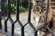 Кошка-эмигрант из Беларуси стала звездой в Бруклине