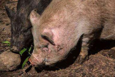 Более 30 свиней сгорело заживо на пожаре в Лидском районе
