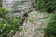 Мор рыбы произошел на озере в Полоцком районе