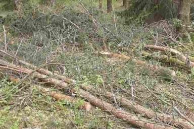«Под заказ». Лесоруб-нелегал спилил 242 дерева в Столбцовском районе