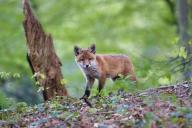 История с бешеным лисенком в Витебском зоопарке: от бешенства лечат уже трех человек