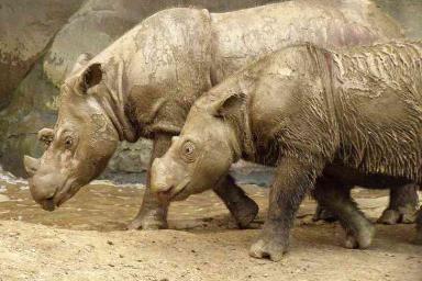 В Малайзии умер последний самец суматранского носорога 