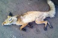 В Витебский зоопарк принесли лисенка  с бешенством. Разыскиваются люди, имевшие с ним контакт 