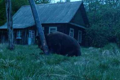 Большой бурый медведь пришел в деревню в Налибокской пуще 