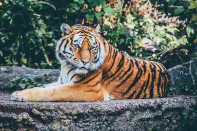 Ученые смогли разгадать тайну окраса тигриной шкуры